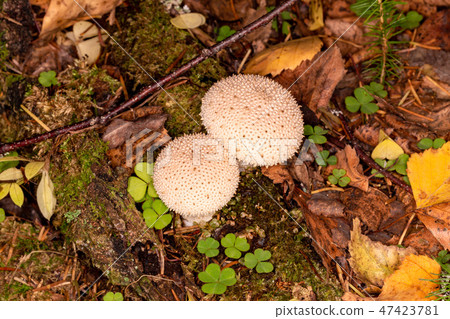 Raincoat spiny, pearl raincoat 47423781