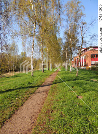 Birch Alley in the spring morning Birch Alley in the spring morning 47424309