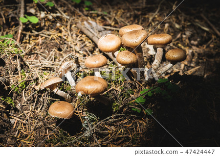 Close-up Edible mushrooms of honey agarics in a coniferous forest. Group of mushrooms in the natural 47424447