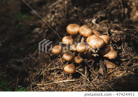 Close-up Edible mushrooms of honey agarics in a coniferous forest. Group of mushrooms in the natural 47424451