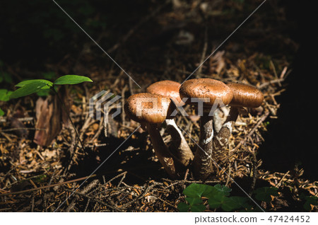 Close-up Edible mushrooms of honey agarics in a coniferous forest. Group of mushrooms in the natural Close-up Edible mushrooms of honey agarics in a coniferous forest. Group of mushrooms in the natural 47424452