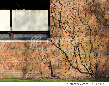 Shoots ivy, Hedera, on a brick wall 47424542