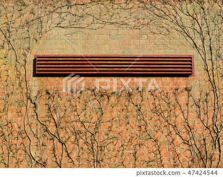 Shoots ivy, Hedera, on a brick wall Shoots ivy, Hedera, on a brick wall 47424544