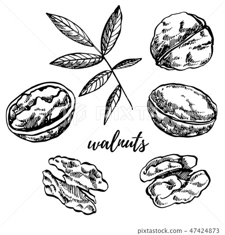 Hand drawn sketch style walnuts illustrations. Illustration in vintage style isolated on white Hand drawn sketch style walnuts illustrations. Illustration in vintage style isolated on white 47424873