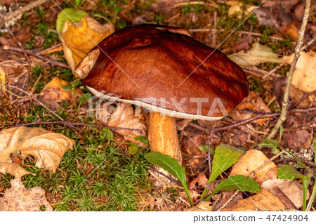 Boletus (Leccinum scabrum) Boletus (Leccinum scabrum) 47424904