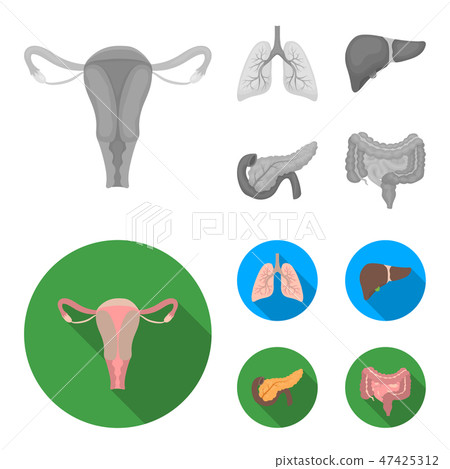 Uterus, lungs, liver, pancreas. Organs set collection icons in monochrome,flat style vector symbol Uterus, lungs, liver, pancreas. Organs set collection icons in monochrome,flat style vector symbol 47425312