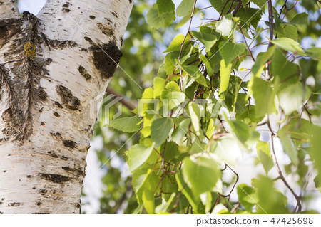 Young juicy green leaves on the branches Young juicy green leaves on the branches 47425698