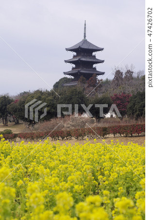 Banana flowering Bikini Kokubunji 5-storied pagoda Banana flowering Bikini Kokubunji 5-storied pagoda 47426702