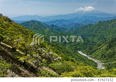 Mt. Fuji seen from the Tanzawa ridgeline blooming in the Shrine Yashio Azalea 47427232