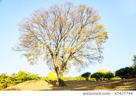 樹,龍山區,首爾 樹,龍山區,首爾 47427744