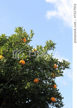 Summer turtle with waterdrops due to rain Summer turtle with waterdrops due to rain 47427932