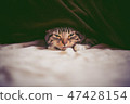 Scottish fold 47428154
