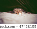 Scottish fold 47428155