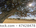Desert Tree Sun India India Jaisalmer Desert Tree Sun 47428478