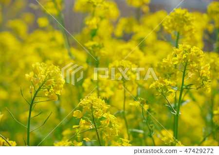 強姦開花 強姦開花 47429272