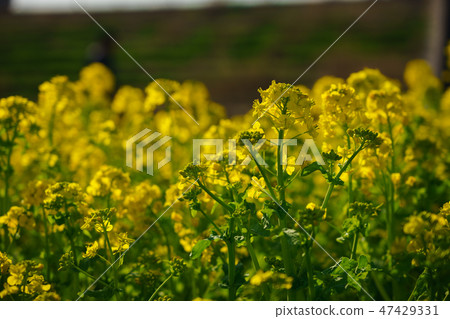 Rape blossoms 47429331