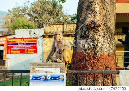 Rama indian God. Ancient temple. Rama indian God. Ancient temple. 47429460