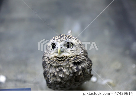Anaphary owl's young bird 03 47429614
