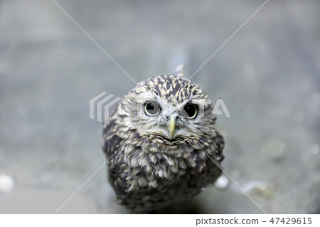Anaphary owl's young bird 04 Anaphary owl's young bird 04 47429615