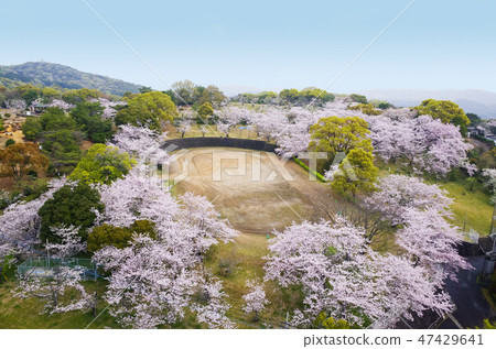 Mt. Amagi Mountain park in spring 47429641