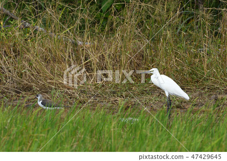 Kojiki和Isochigi Kojiki和Isochigi 47429645