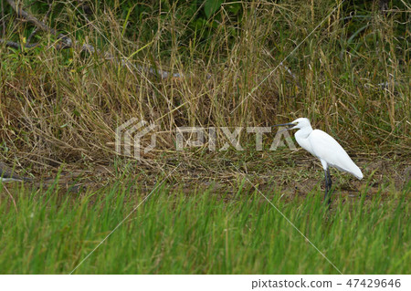 小白鷺 47429646