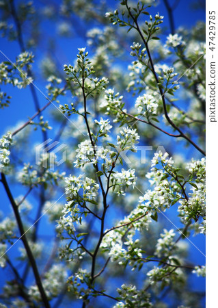 在藍天，白海鯊魚的花 47429785