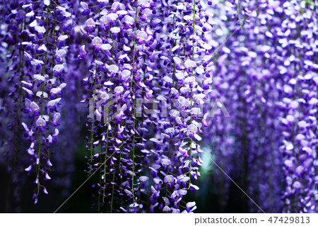 Fuji red purple color flower Fuji red purple color flower 47429813