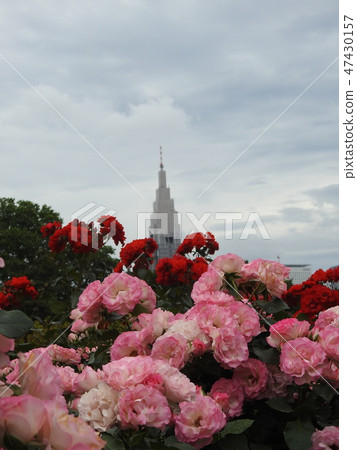 Cloudy rose Cloudy rose 47430157