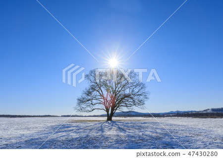 北海道東橫鎮_哈尼爾樹 北海道東橫鎮_哈尼爾樹 47430280