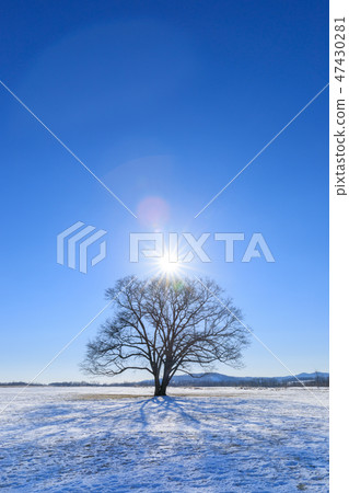北海道東橫鎮_哈尼爾樹 北海道東橫鎮_哈尼爾樹 47430281