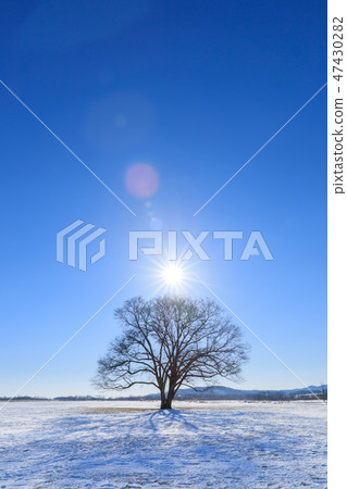 北海道東橫鎮_哈尼爾樹 北海道東橫鎮_哈尼爾樹 47430282