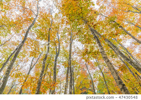 Niigata _ superb view _ beautiful forest _ autumn leaves 47430548