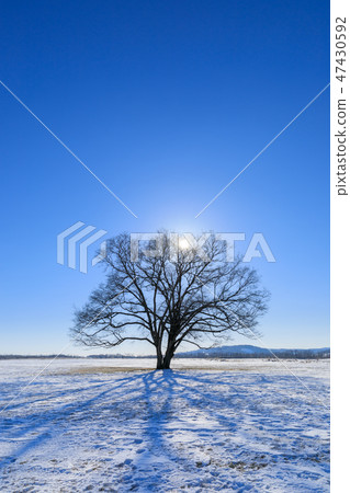 北海道東橫鎮_哈尼爾樹 47430592