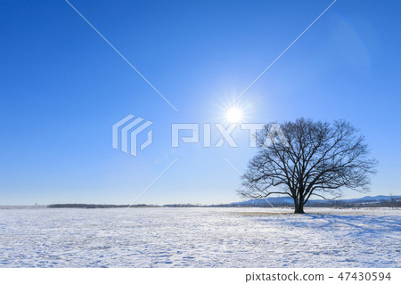 Hokkaido Toyoko Town _ Harnill tree 47430594