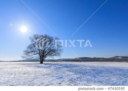 Hokkaido Toyoko Town _ Harnill tree 47430595
