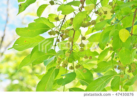 Mayumi fruit 47430876