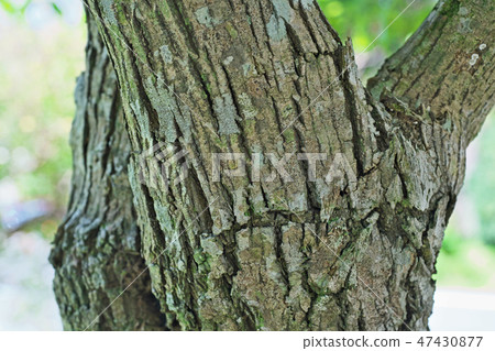 Mayumi's tree 47430877