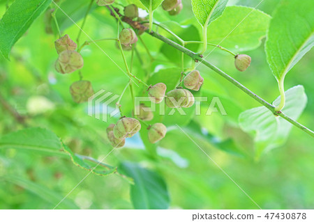 Mayumi fruit 47430878