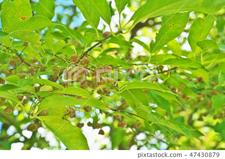 Mayumi fruit 47430879