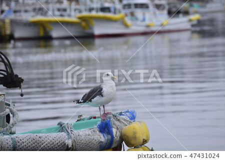 Seagull at the harbor Seagull at the harbor 47431024