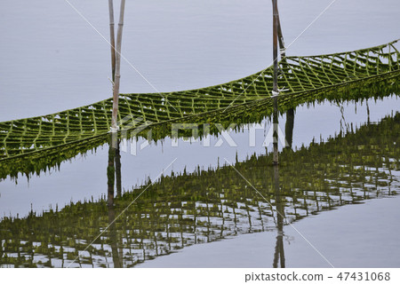 紫菜農場 47431068