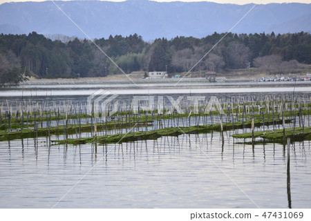 紫菜農場 47431069