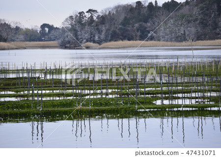 紫菜農場 47431071
