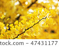 Autumn leaves of Ginkgo Biloba 47431177