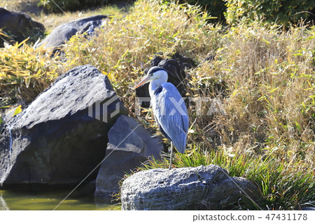 正在尋找飼料家禽 47431178