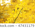 Autumn leaves of Ginkgo Biloba 47431179
