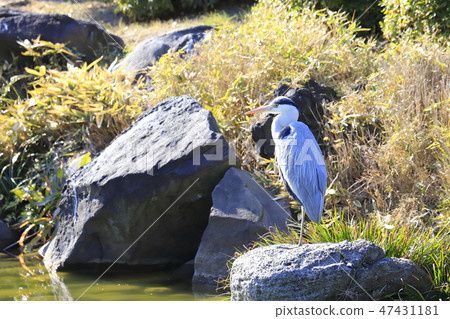 正在尋找飼料家禽 47431181