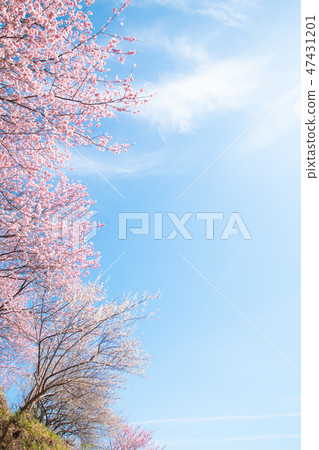Blue sky and cherry blossoms 47431201