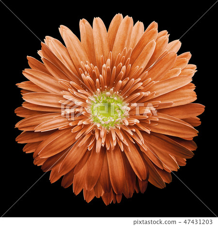 Orange gerbera flower black isolated background  47431203